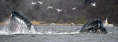 BB 15 0588 / Larus argentatus / Gråmåke <br /> Megaptera novaeangliae / Knølhval